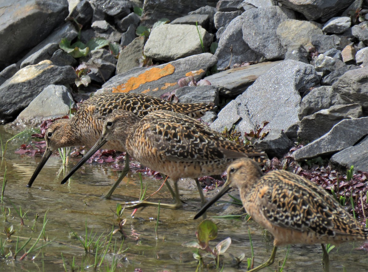 Long-billed Dowitcher - ML339333691