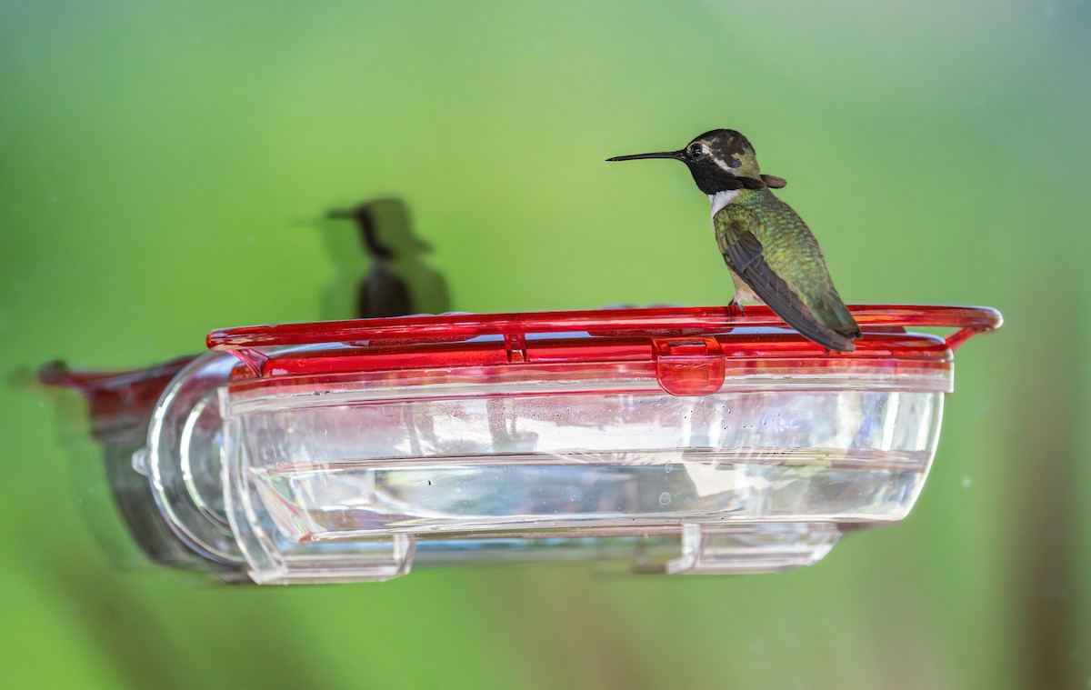 Costa's Hummingbird - ML339333961