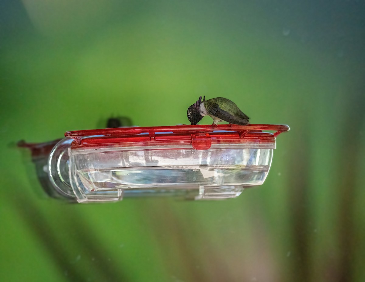 Colibri de Costa - ML339333981