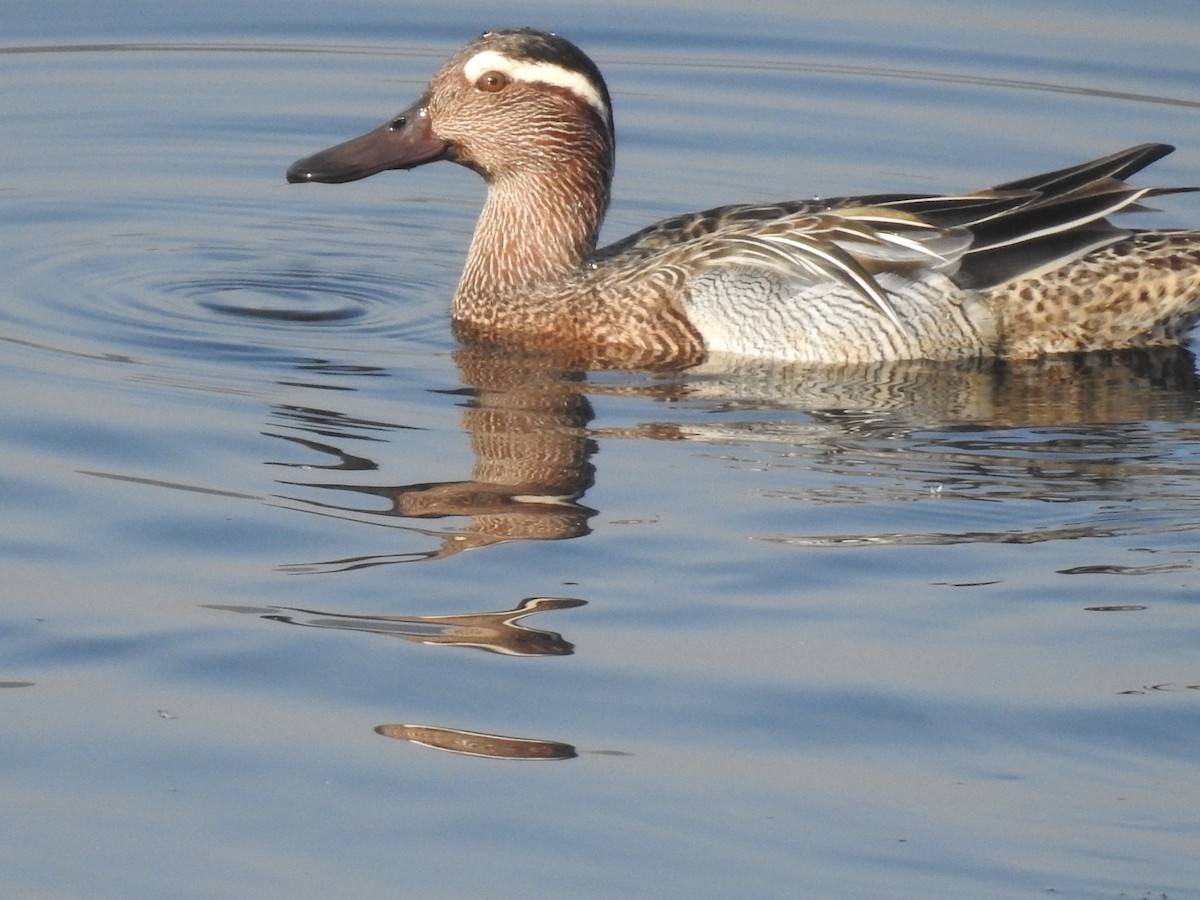 Garganey - ML339335491