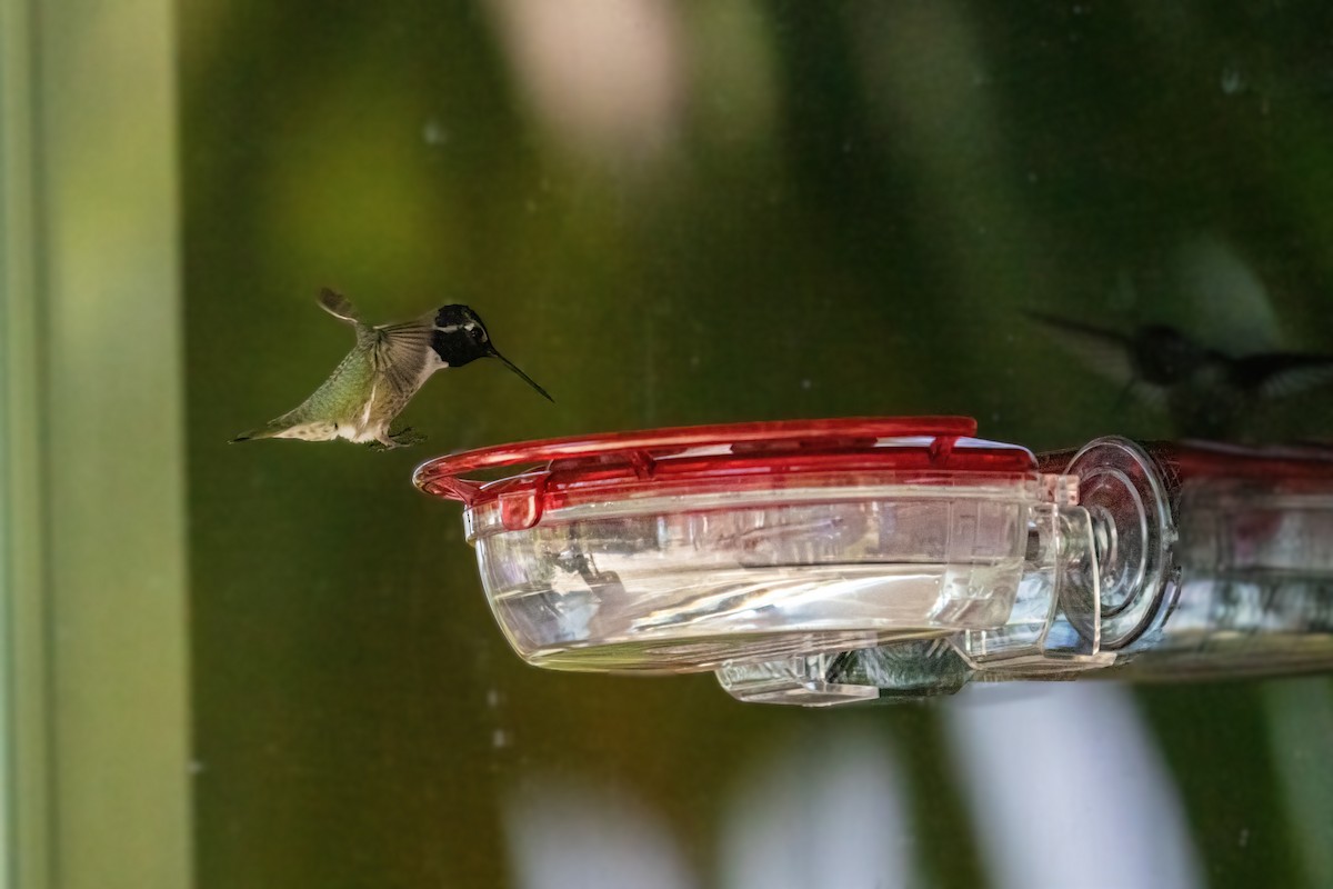 Costa's Hummingbird - Andrew Boycott