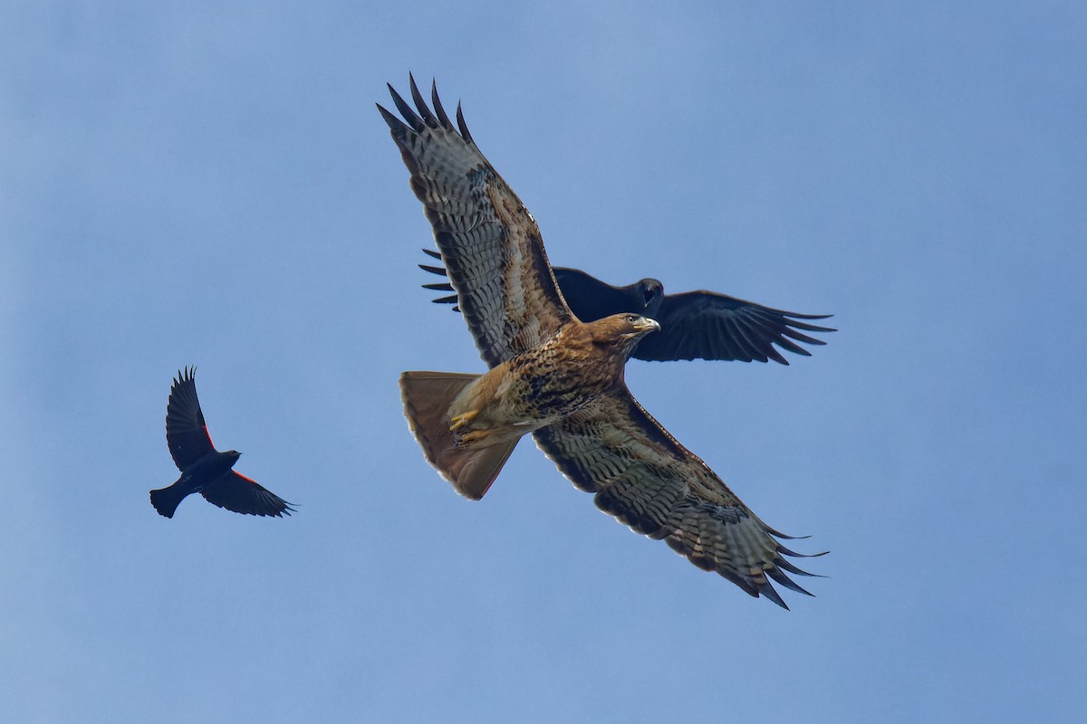 Red-tailed Hawk - Frank Lin