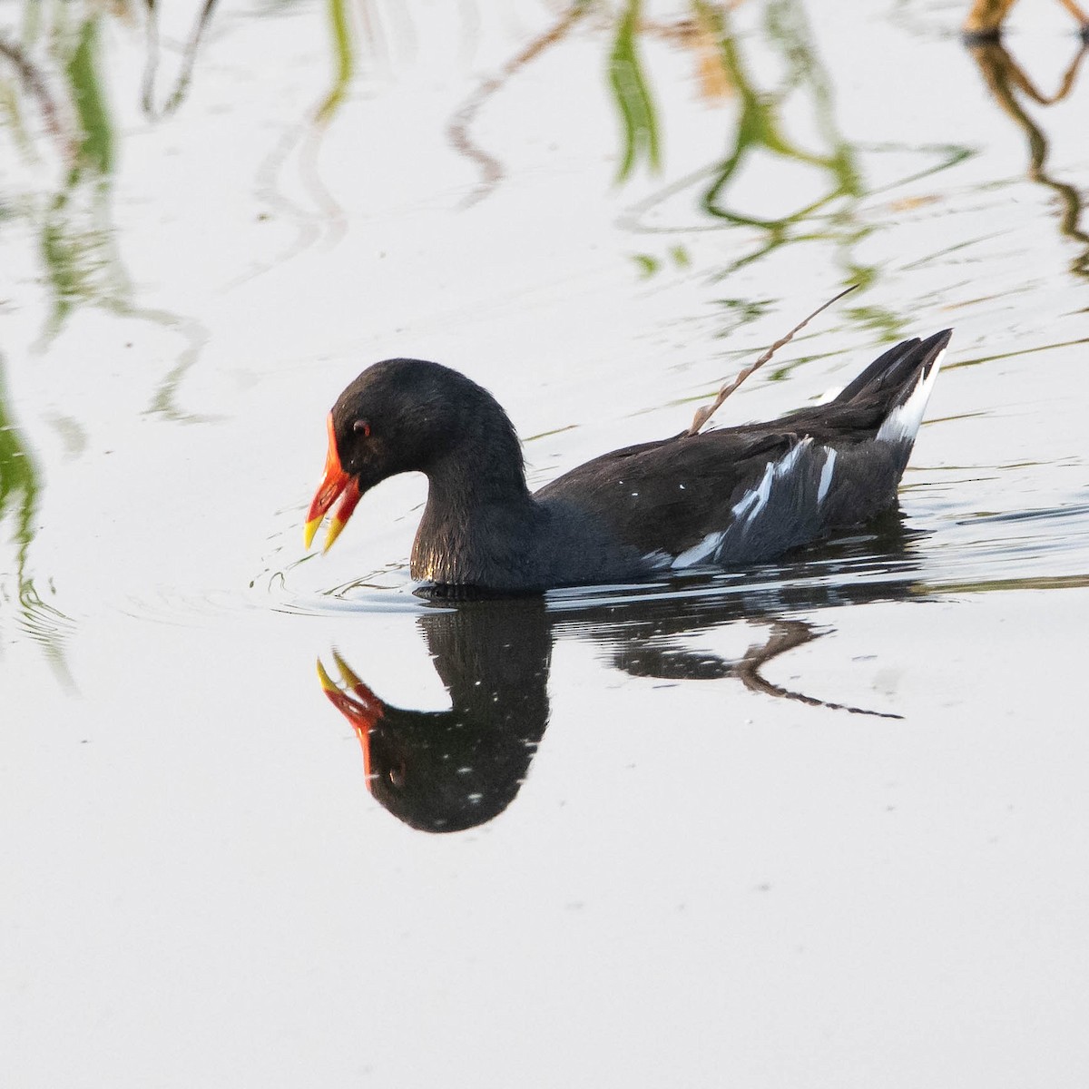 Gallinule poule-d'eau - ML339335541