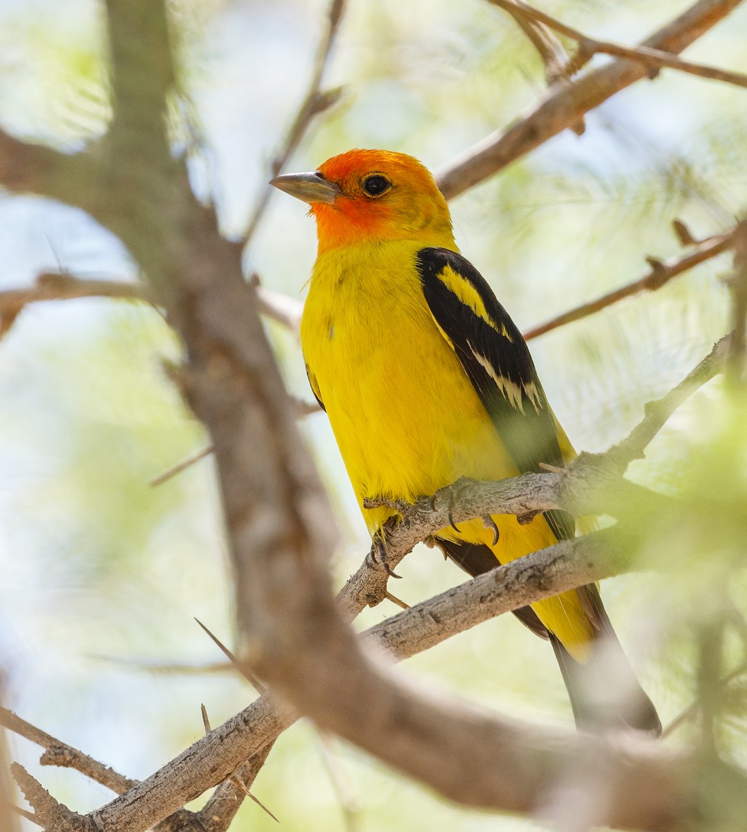 Western Tanager - Chezy Yusuf