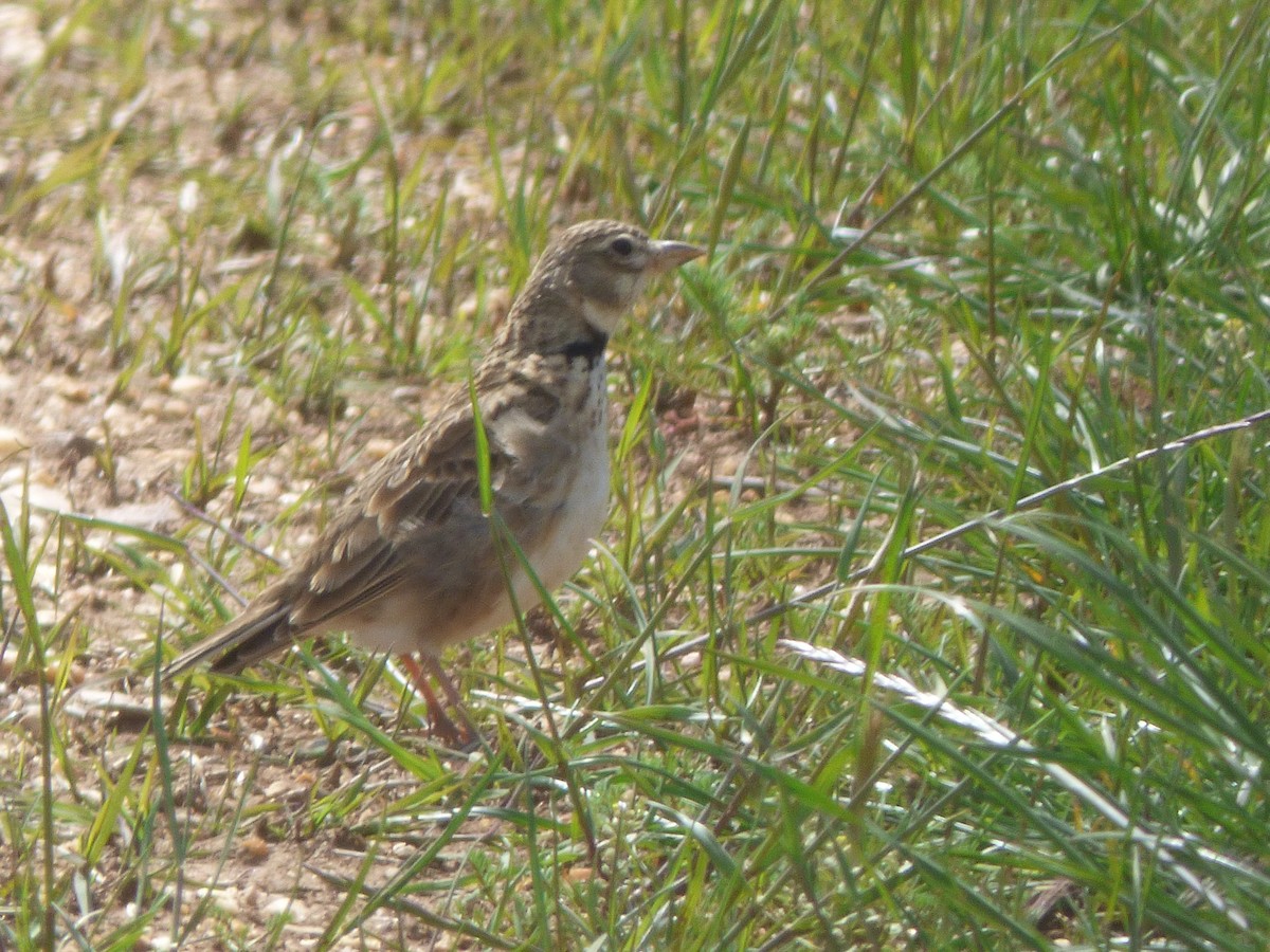 Calandra Lark - ML339336941