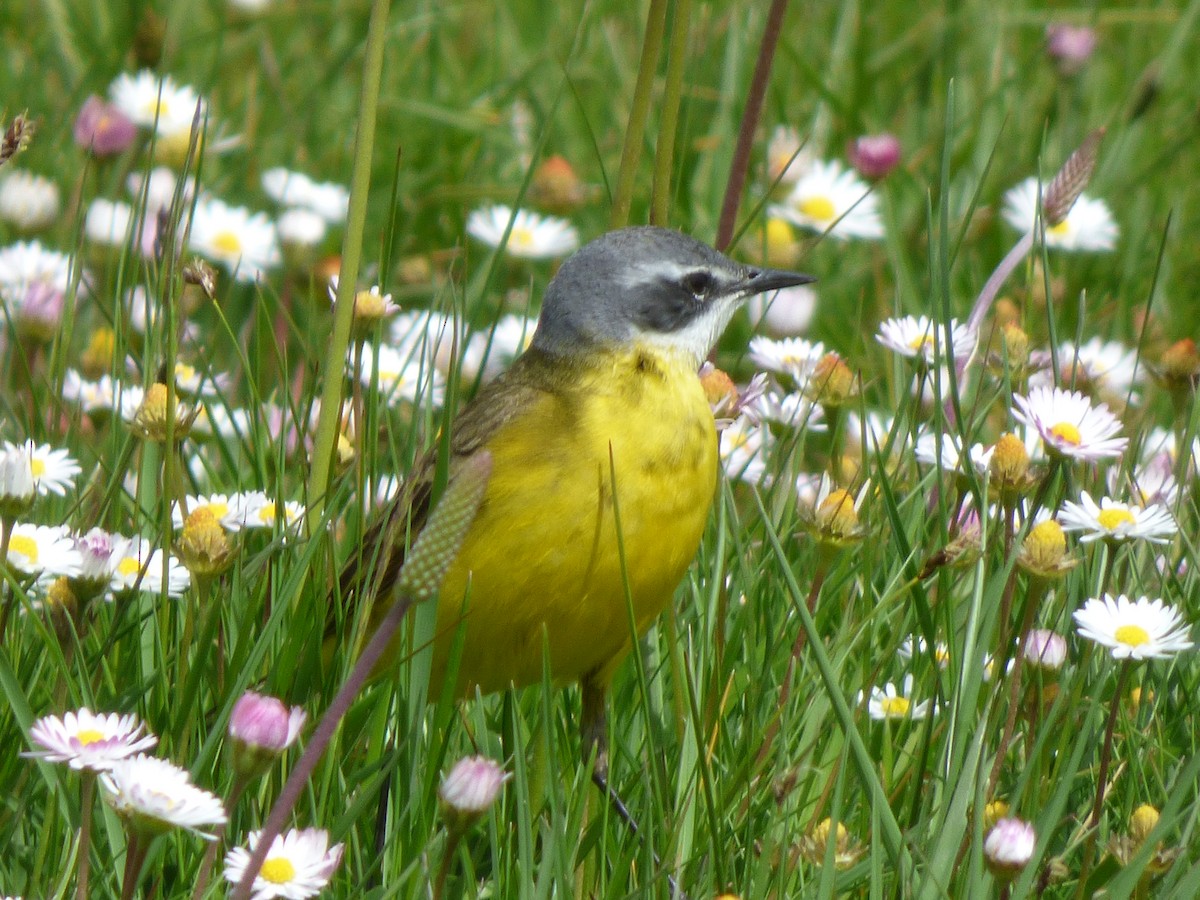 Western Yellow Wagtail - ML339337191