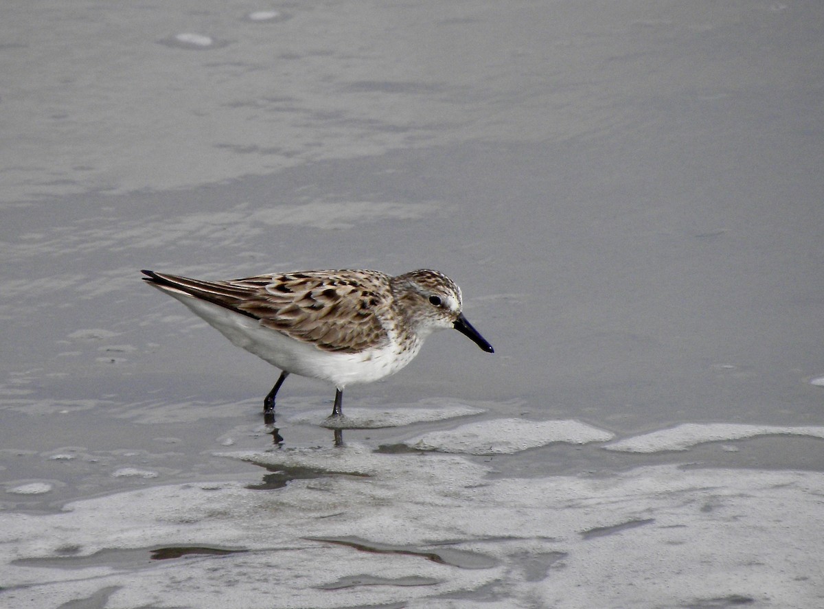 Semipalmated Sandpiper - ML339339381