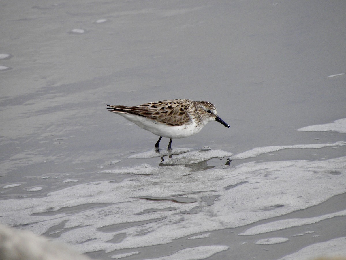 Semipalmated Sandpiper - ML339339391