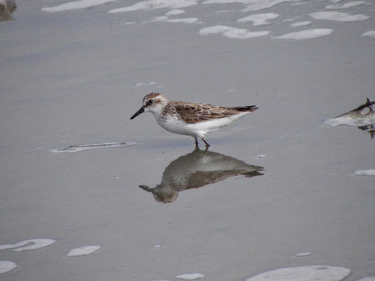 Semipalmated Sandpiper - ML339339401