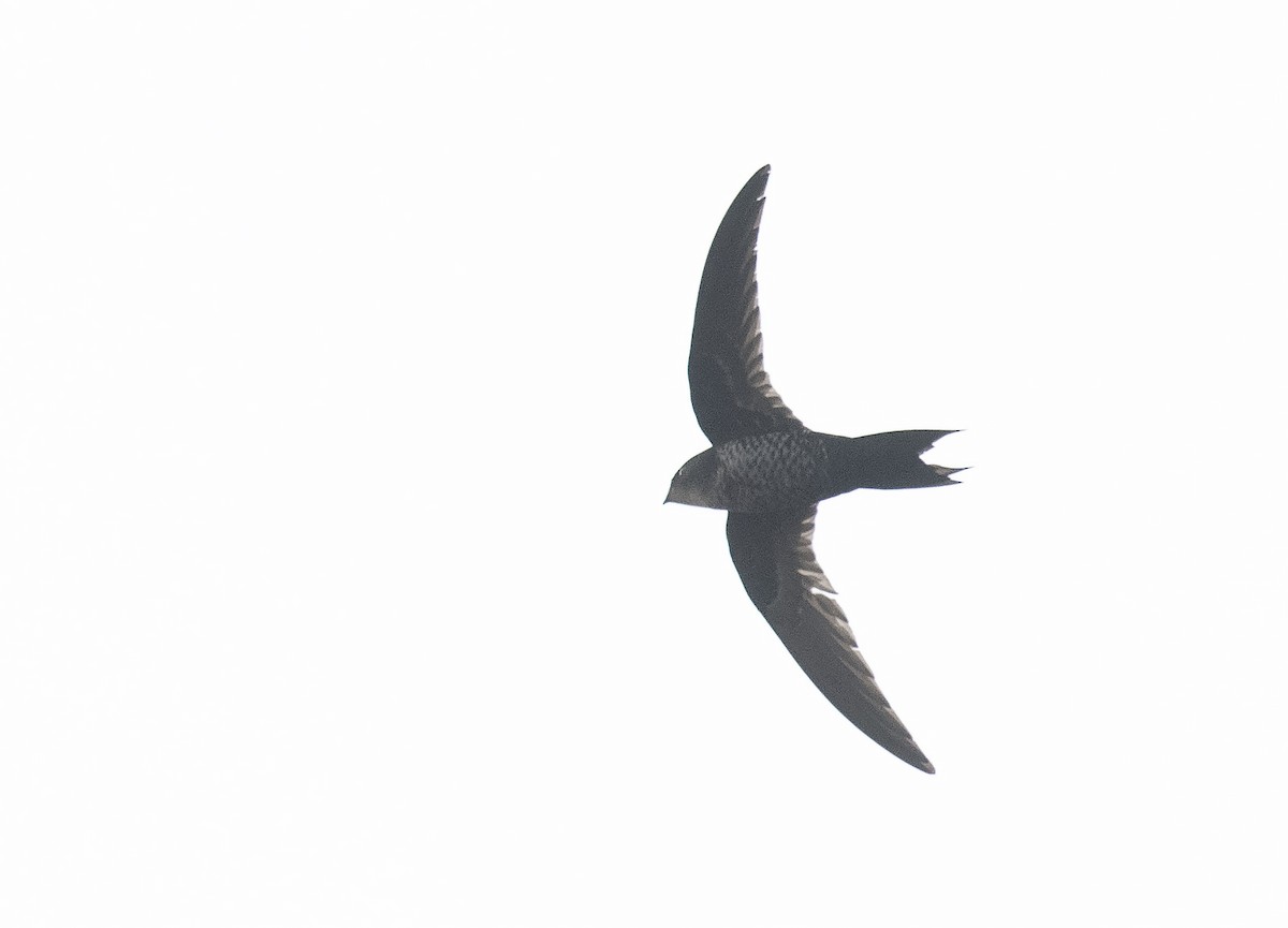 Dark-rumped Swift - ML339339711