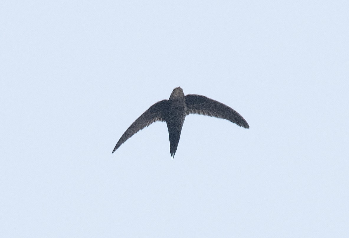 Dark-rumped Swift - Rofikul Islam