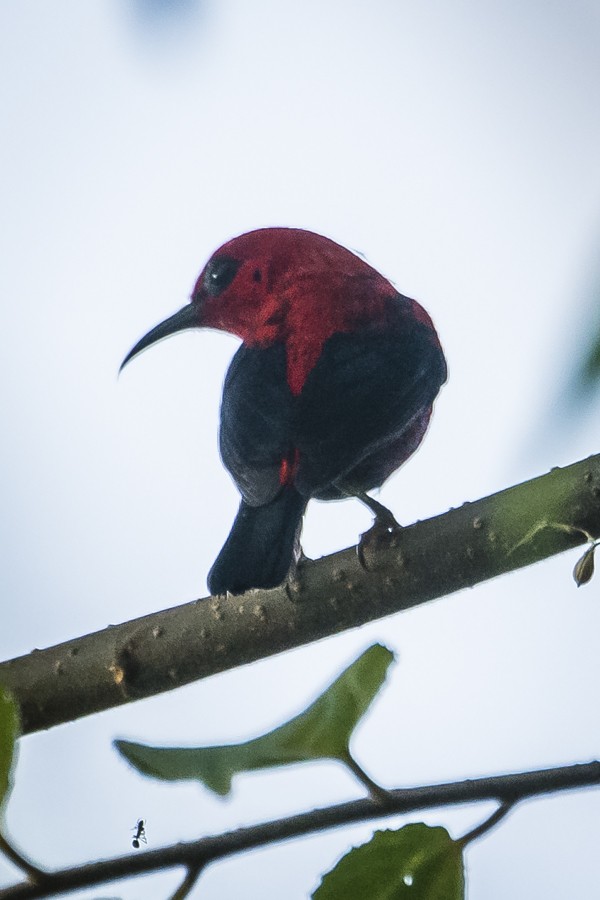 モルッカミツスイ（wakoloensis） - ML339340291