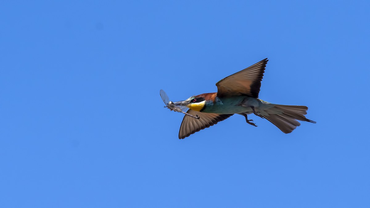 European Bee-eater - Mehmet ertan Tiryaki