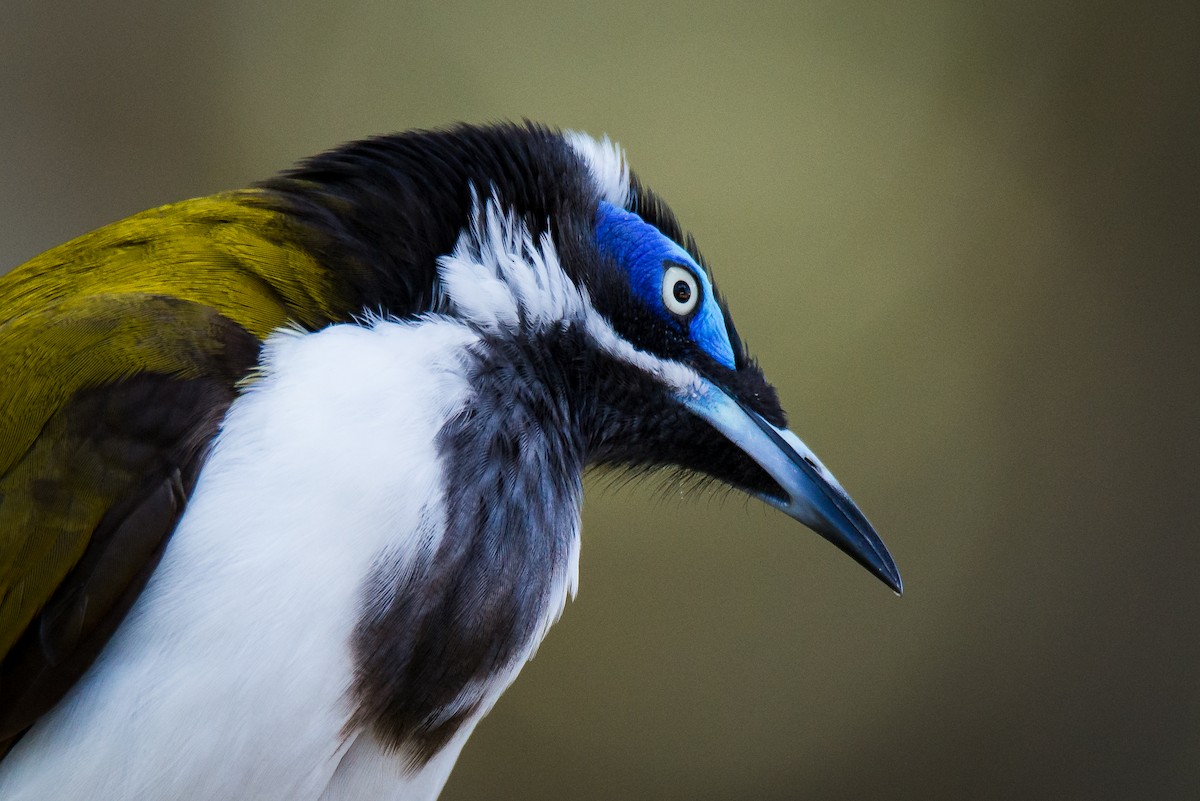 Blue-faced Honeyeater - ML339341221