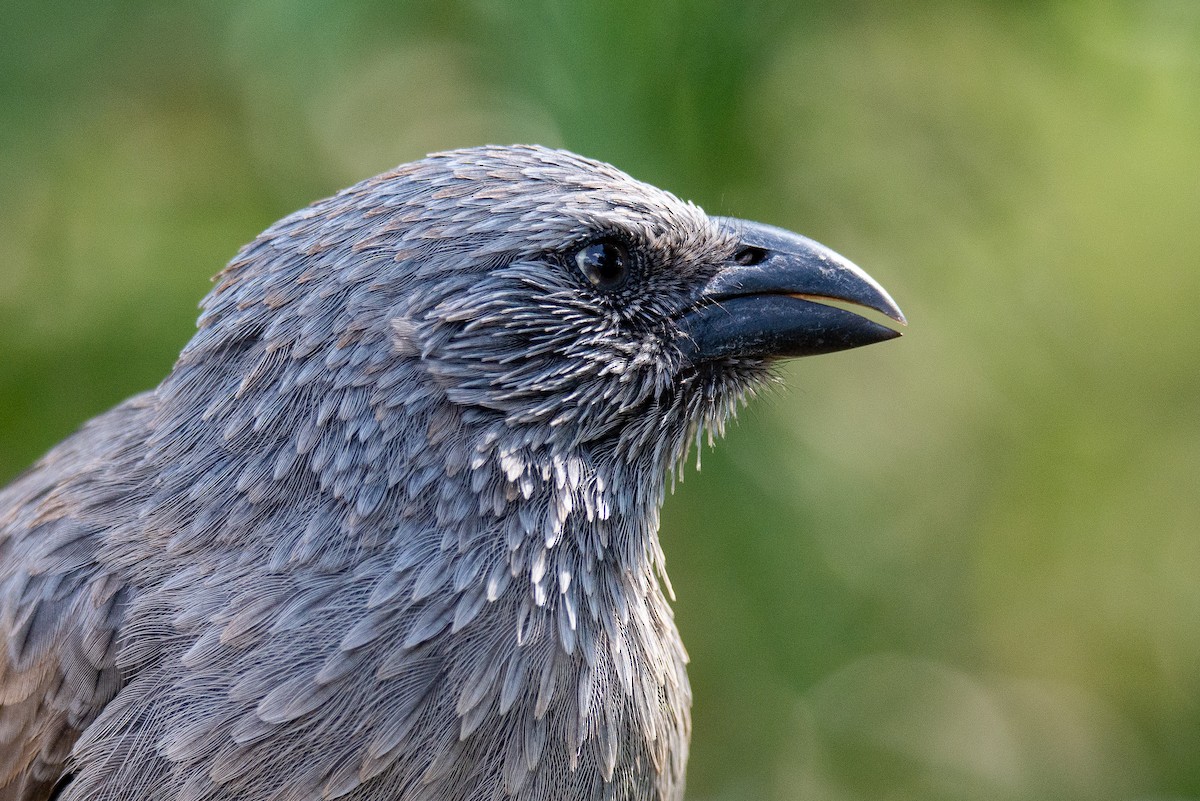 Apostlebird - ML339341321