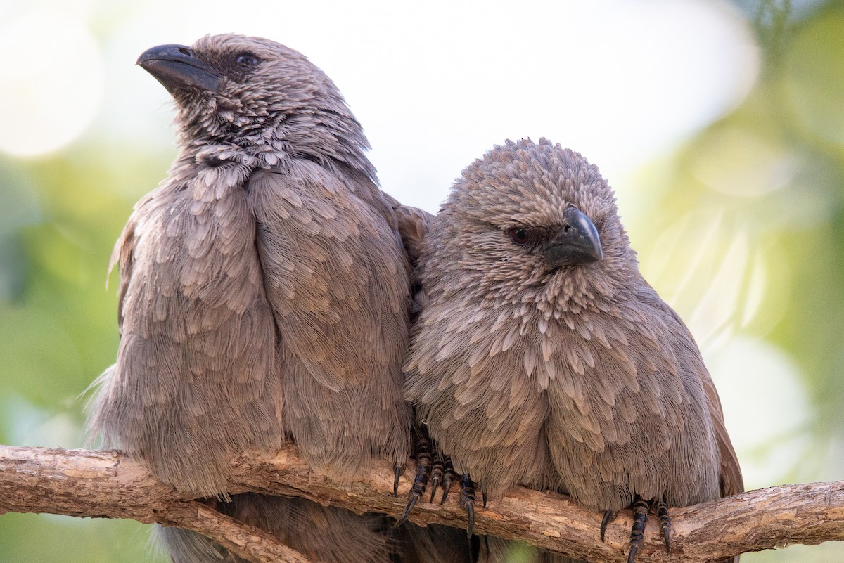 Apostlebird - ML339341351