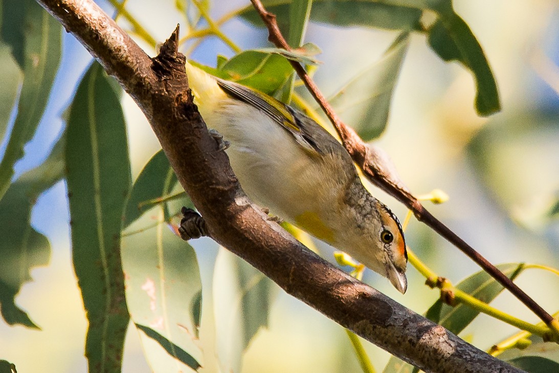 Red-browed Pardalote - Jan Lile