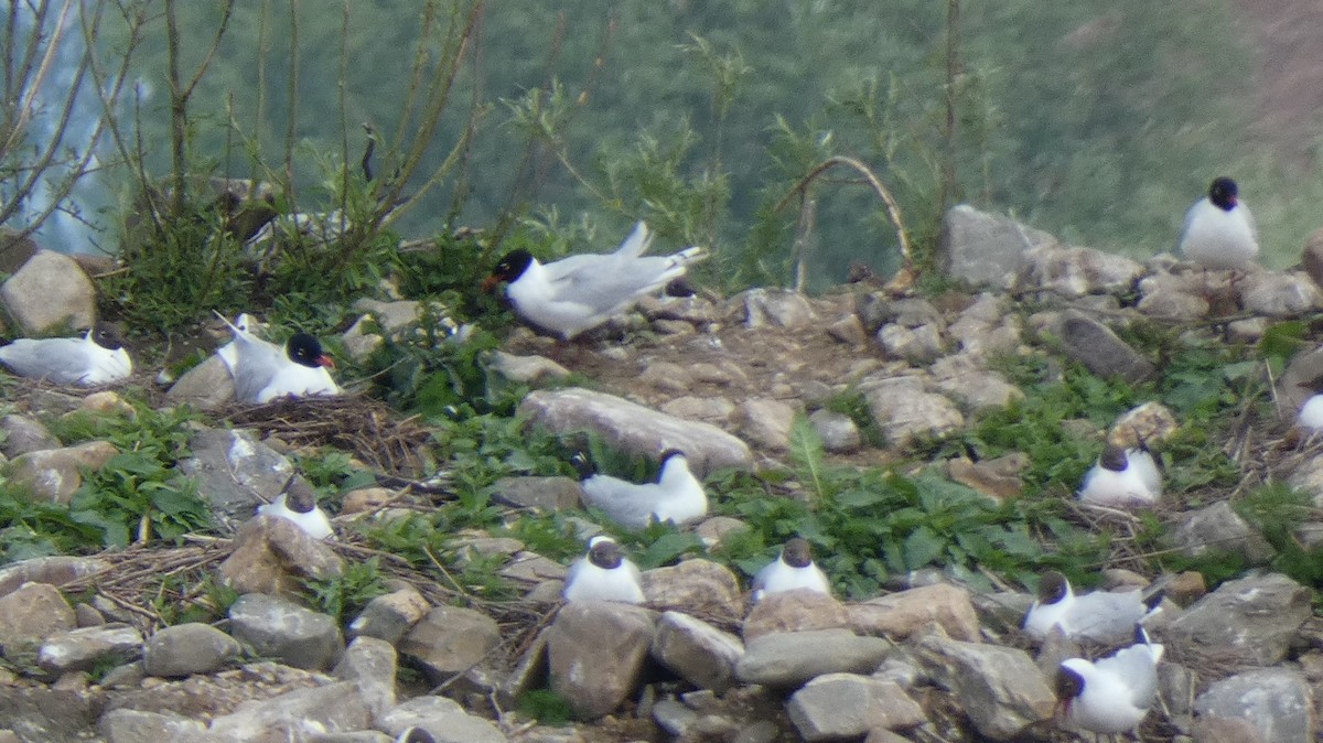 Gaviota Cabecinegra - ML339341751