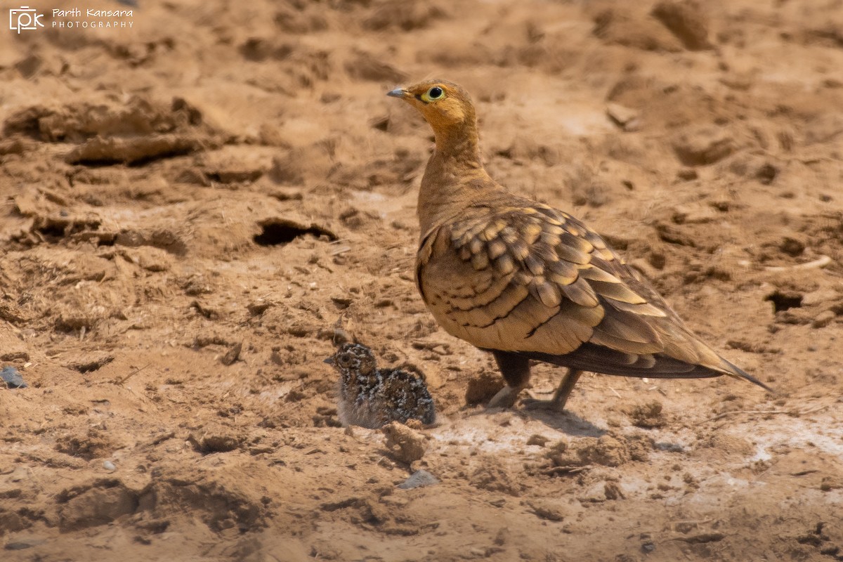 Chestnut-bellied Sandgrouse - Parth Kansara
