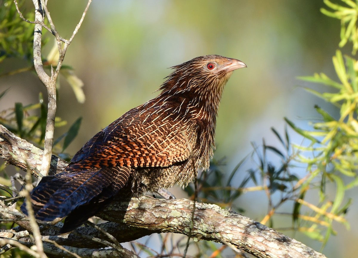 Pheasant Coucal - ML339343831