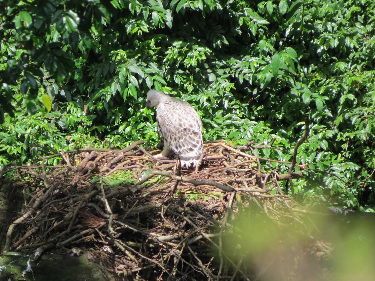 Crowned Eagle - ML339345131