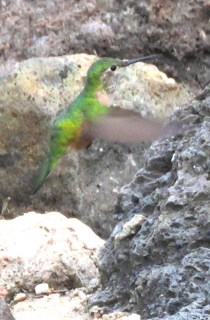 Broad-tailed Hummingbird - Patrick O'Driscoll