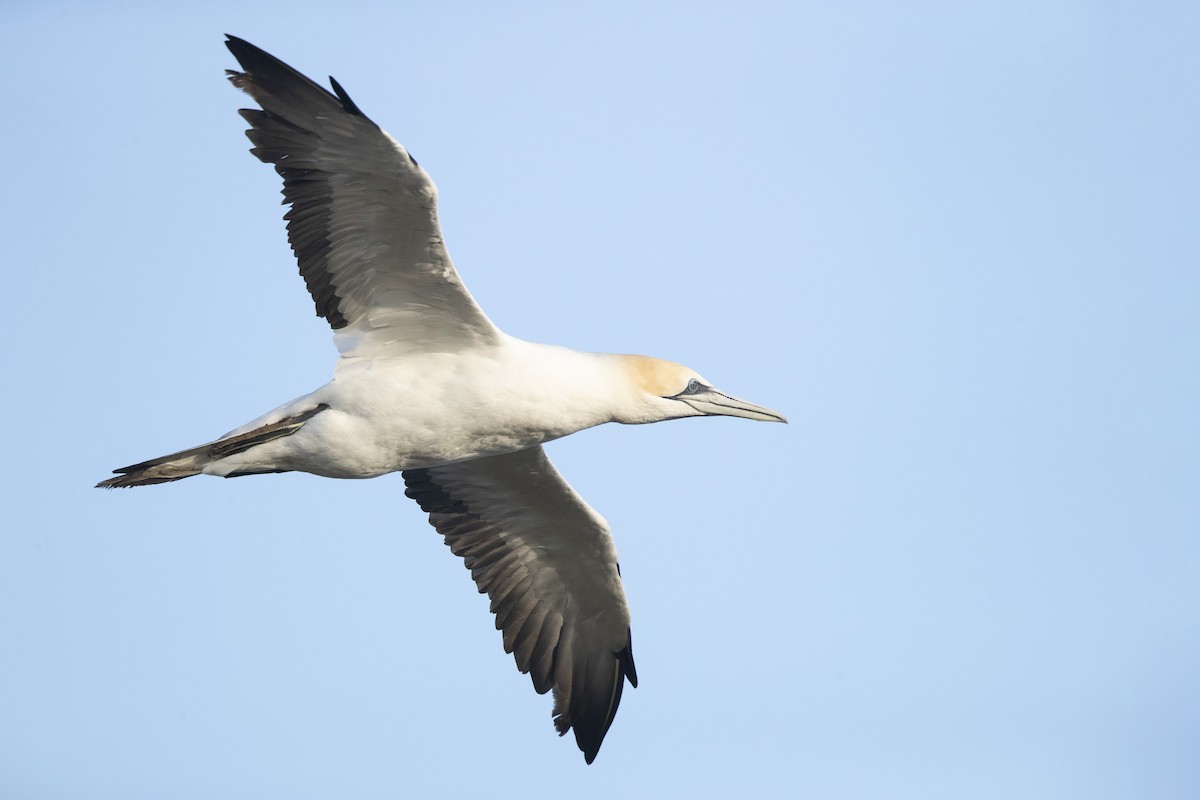 Australasian Gannet - Chris Murray