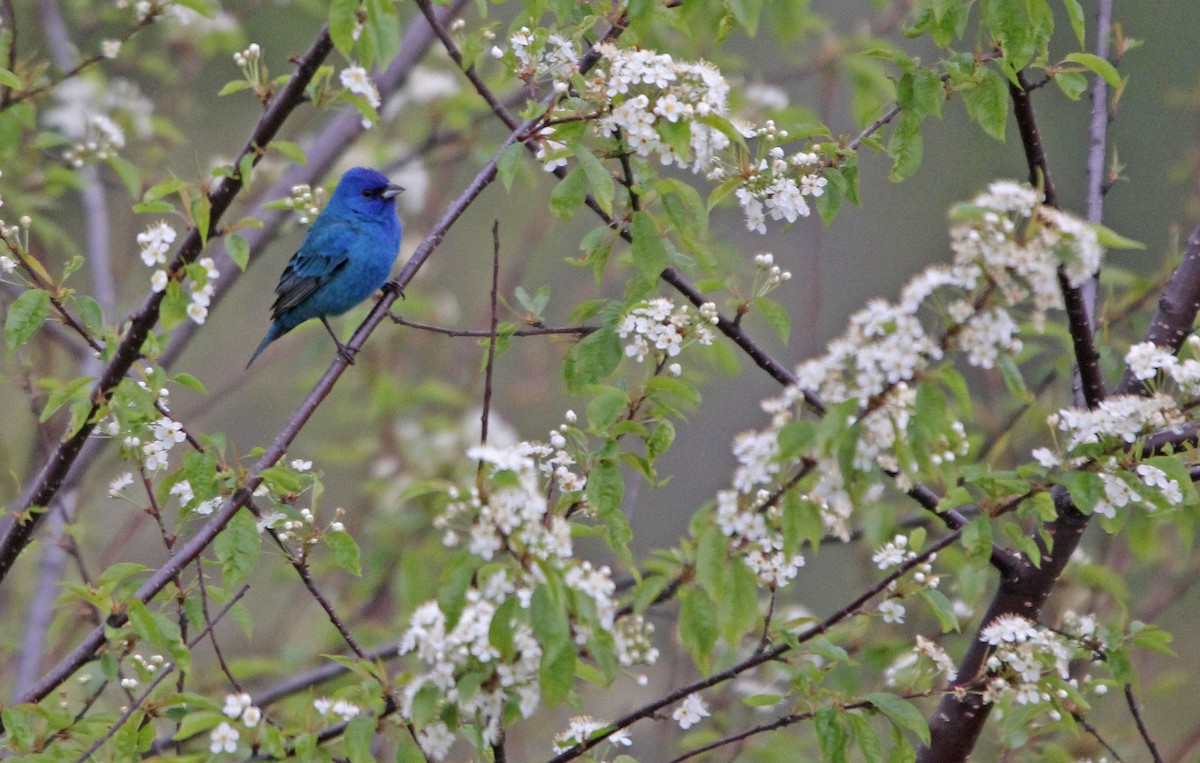 Indigo Bunting - ML339349231