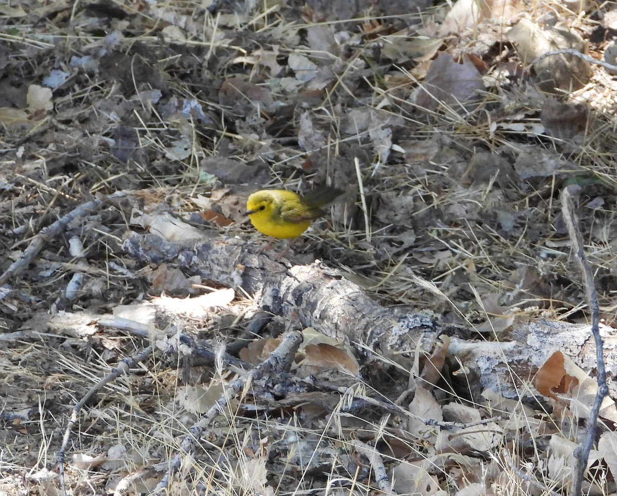 Hooded Warbler - ML339349691