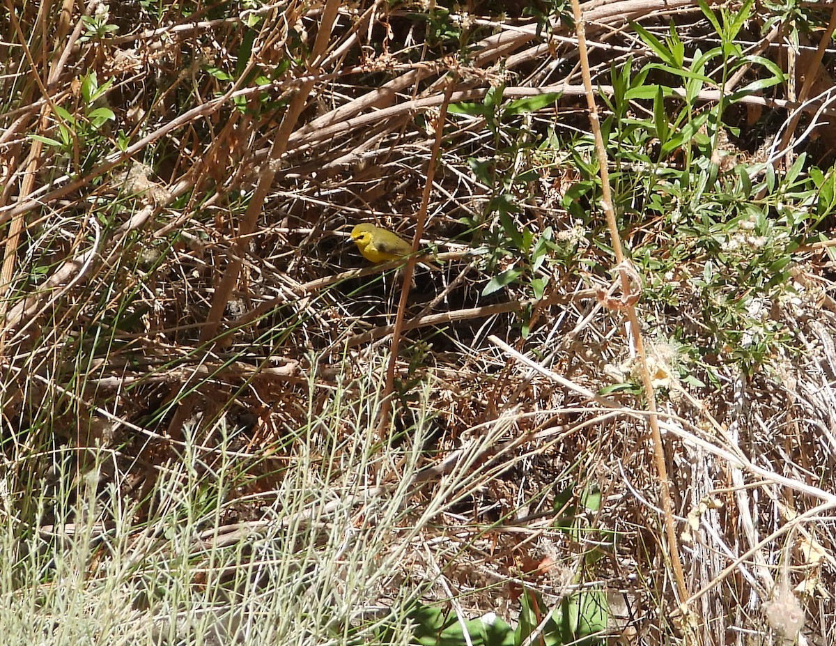 Hooded Warbler - ML339349951