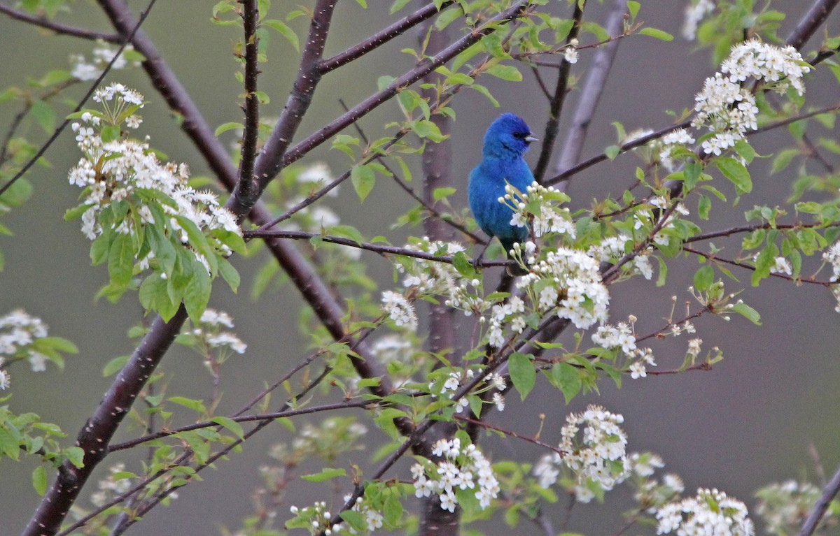 Indigo Bunting - ML339350151