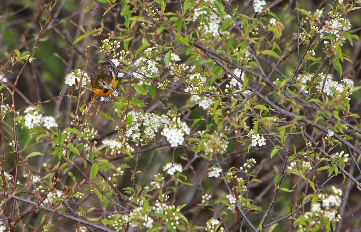 Baltimore Oriole - ML339350731