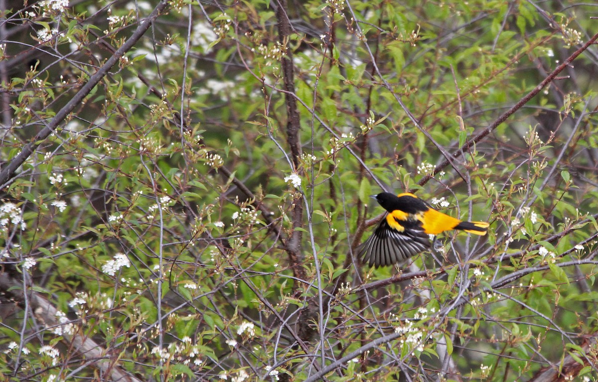 Baltimore Oriole - ML339350801
