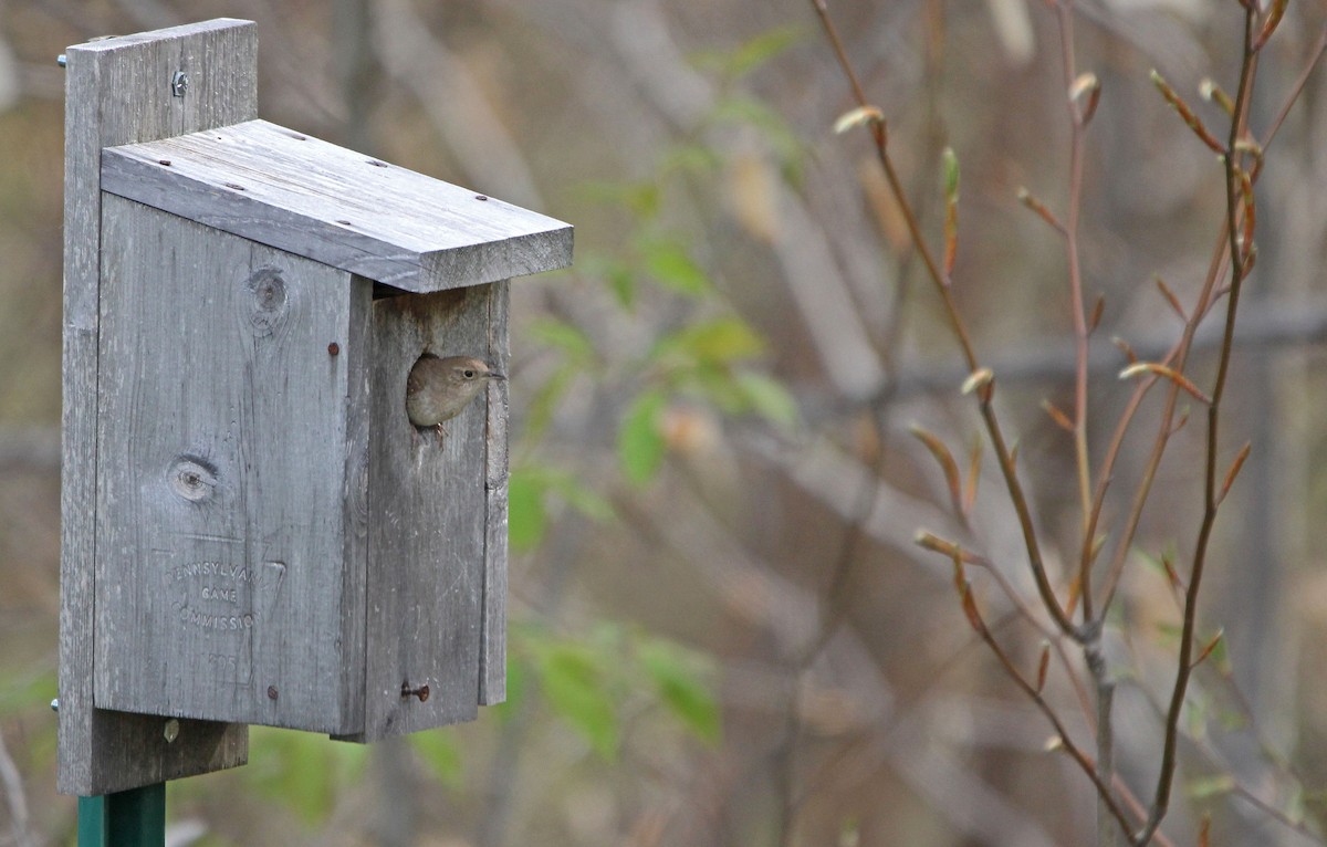 Northern House Wren - ML339351821