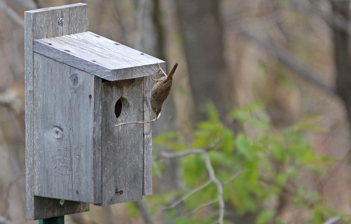 Northern House Wren - ML339351861
