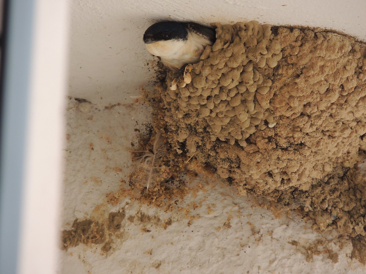 Western House-Martin - ML339352211