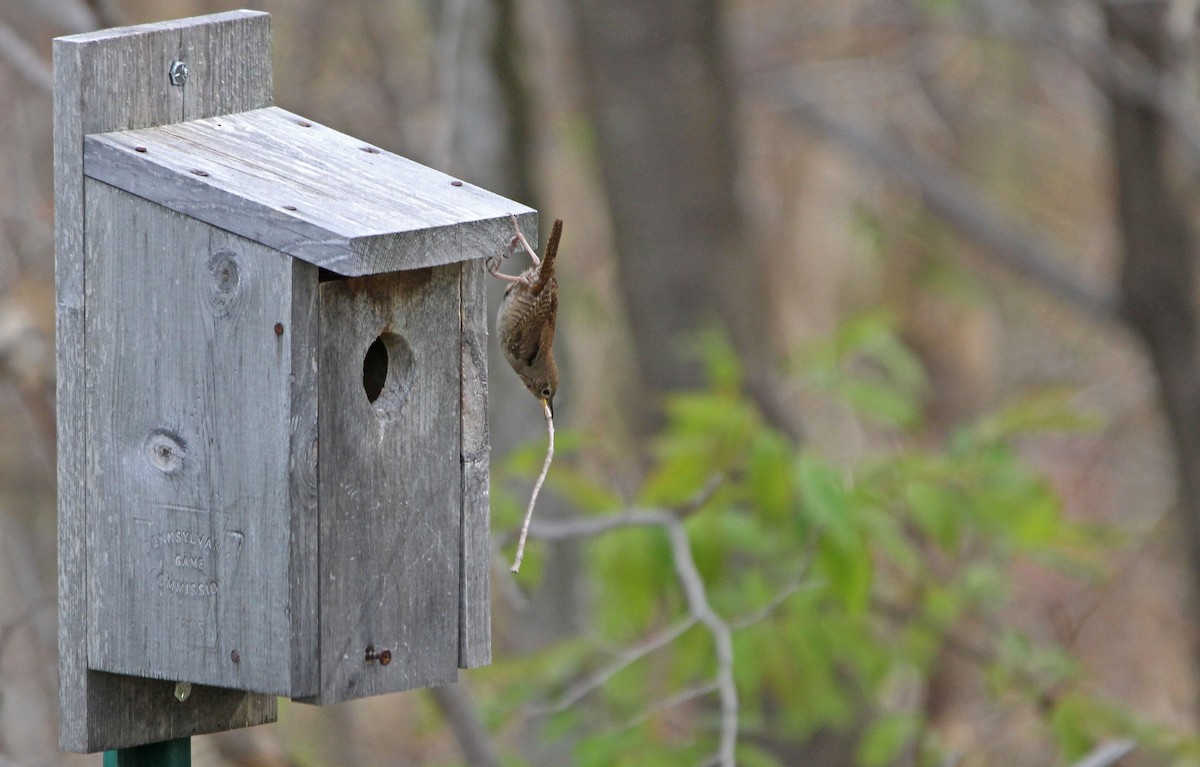 Northern House Wren - ML339352281