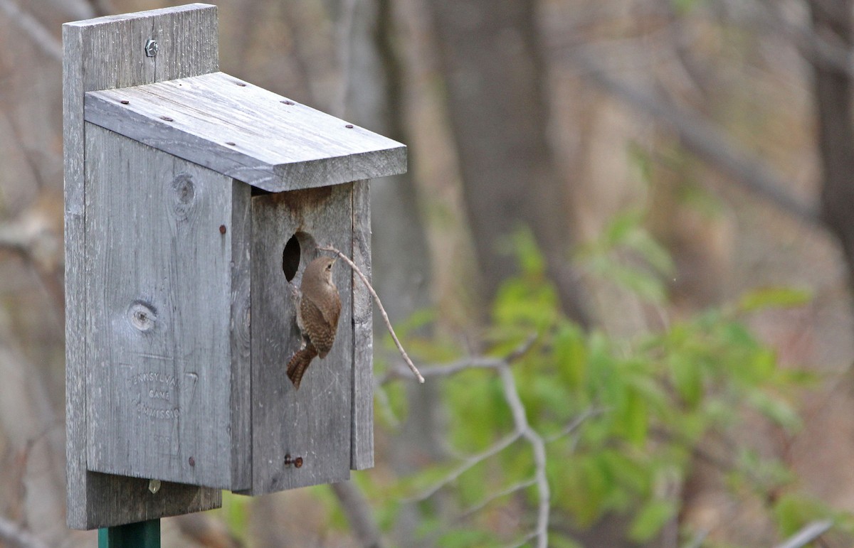 Northern House Wren - ML339353231