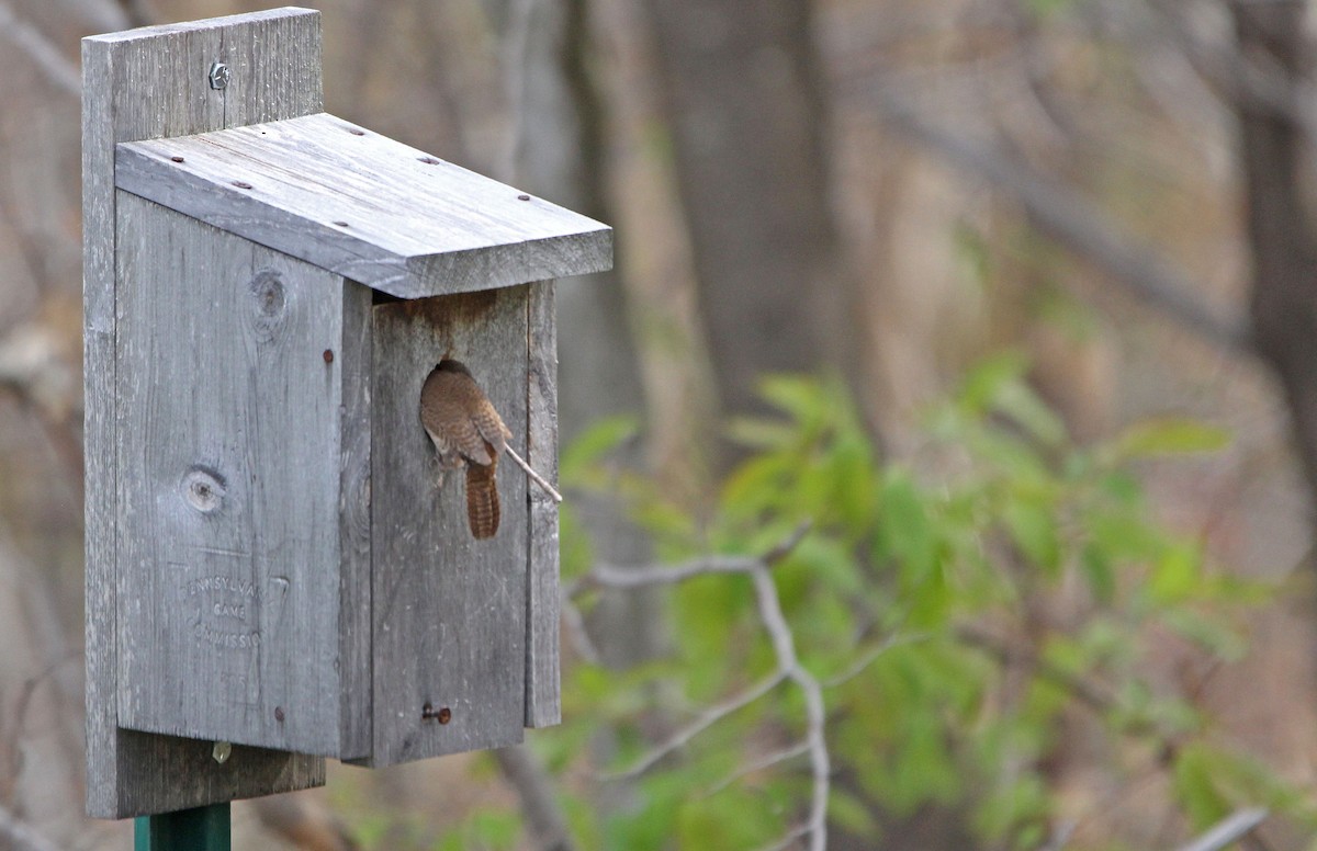 Northern House Wren - ML339353241