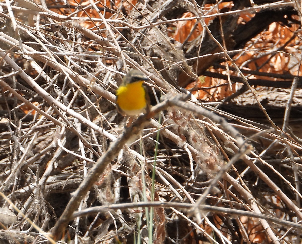 Yellow-breasted Chat - ML339353341