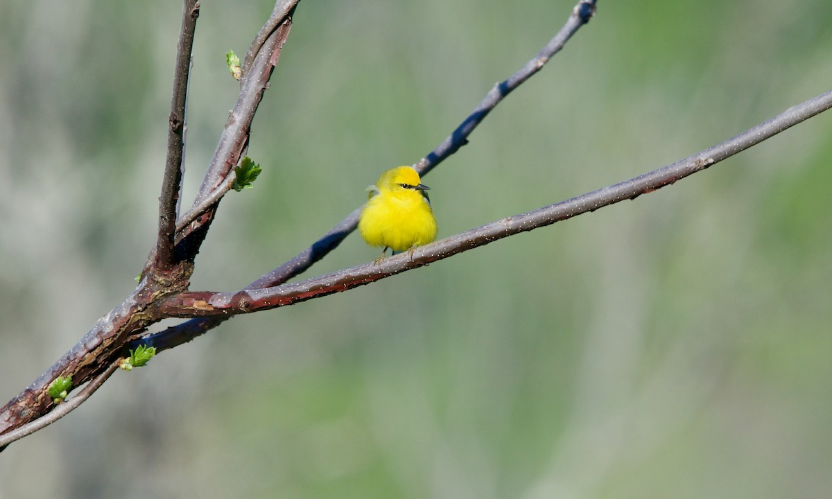 Blue-winged Warbler - ML339353501