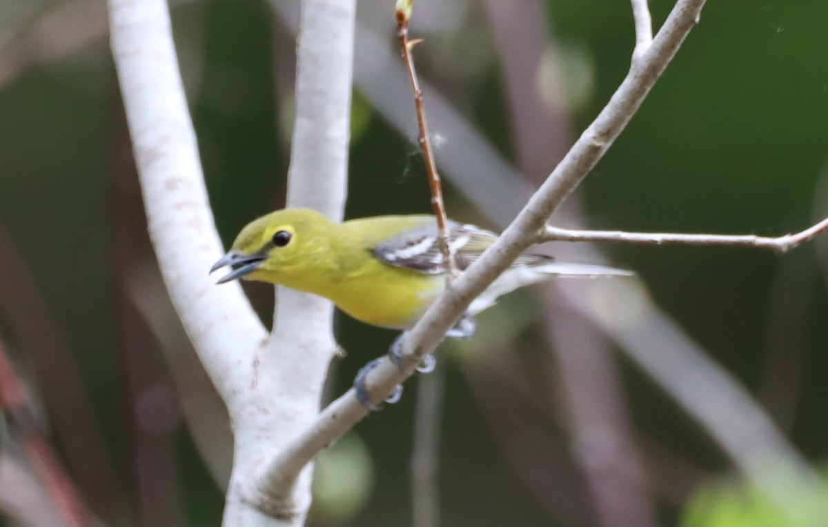 Yellow-throated Vireo - David Nicosia