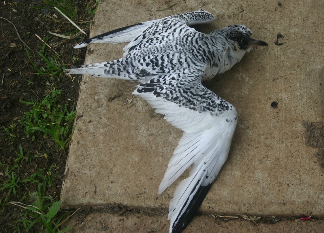 White-tailed Tropicbird - ML339355251