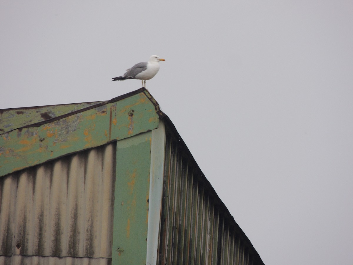 Yellow-legged Gull - ML339355631