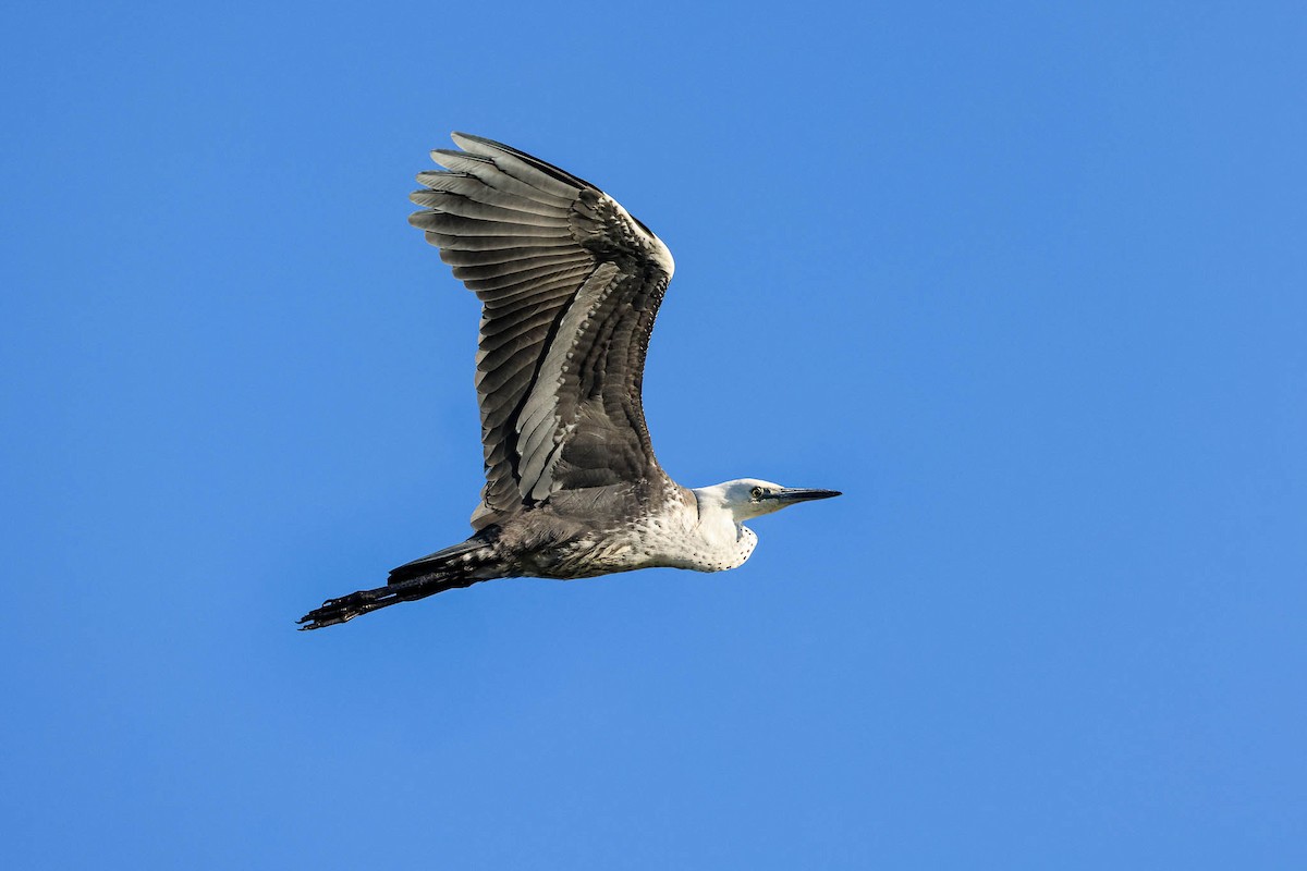 Pacific Heron - Ged Tranter