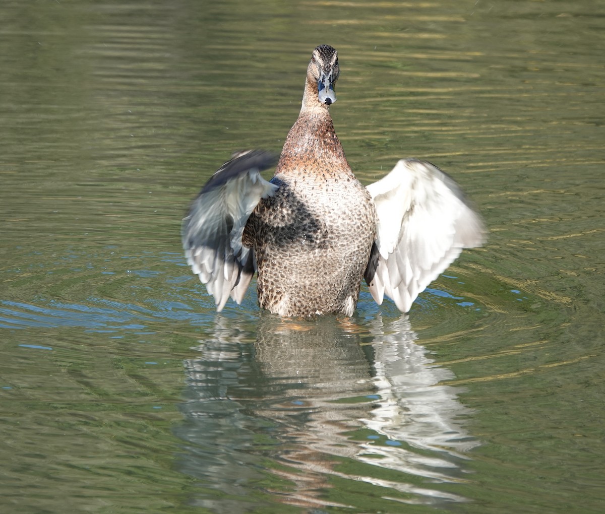 Mallard x Pacific Black Duck (hybrid) - ML339360661