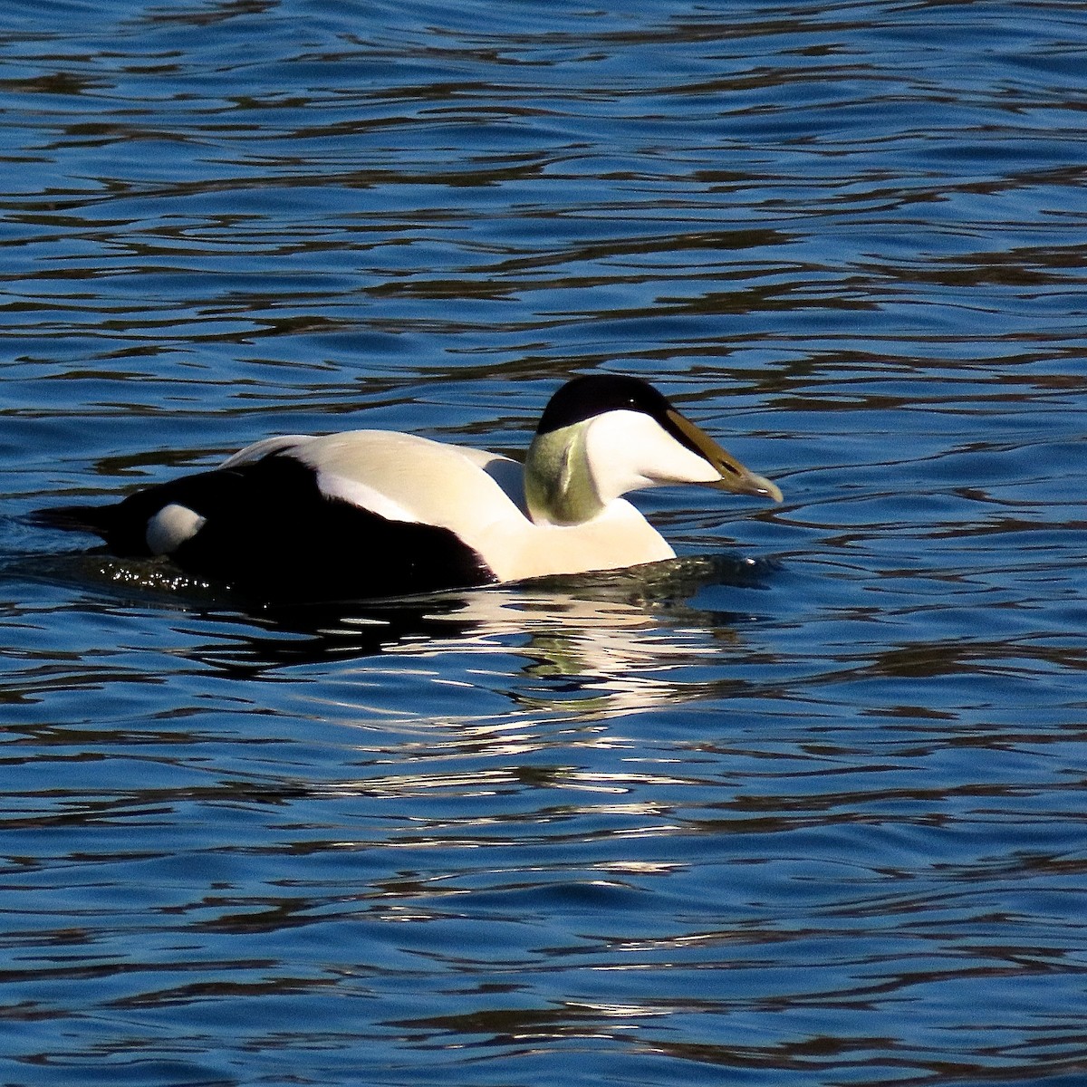 Common Eider - ML339361581