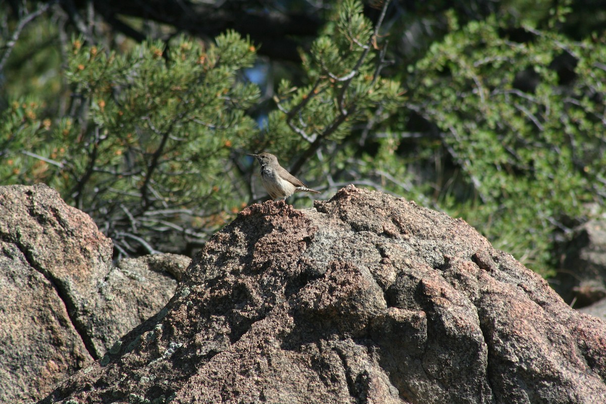 Rock Wren - ML33936261