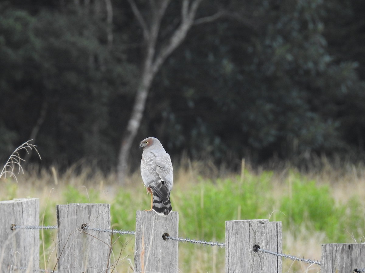 Spotted Harrier - ML33936301