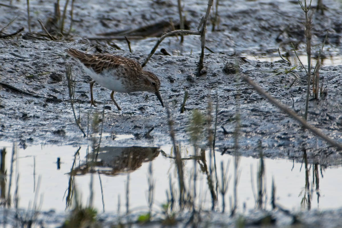 Cüce Kumkuşu - ML339364401